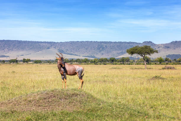 topi standing on a mound in the masai mara, kenya. side view. - masai mara national reserve masai mara topi antelope imagens e fotografias de stock