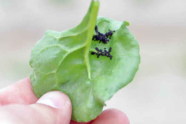 The black bean aphid (Aphis fabae) is a member of the order Hemiptera. Other common names include blackfly, bean aphid and beet leaf aphid. Insects on beet.