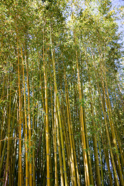 istock Bamboo forest with green plants in Japan 1355807362