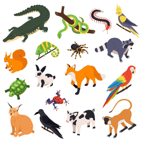 экзотические домашние животные изометрический набор - rare stock illustrations