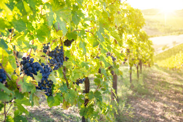 istock Ripe grapes growing on plants in vineyard 1355808499