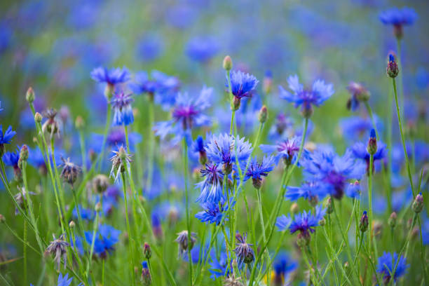 istock Various wild flowers in a summer field lit by sun 1355808513