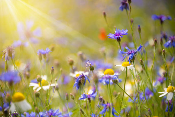 istock Various wild flowers in a summer field lit by sun 1355809474