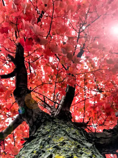 Photo of Fall on Fire: A unique perspective of a maple tree during the fall