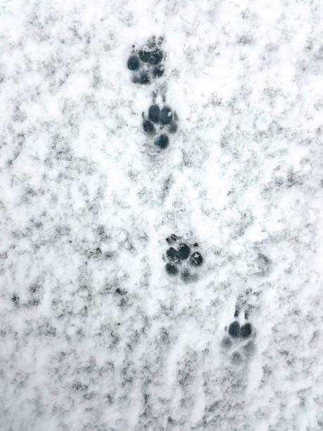 istock Dog footprints on loose wet snow. First snow. 1355813017