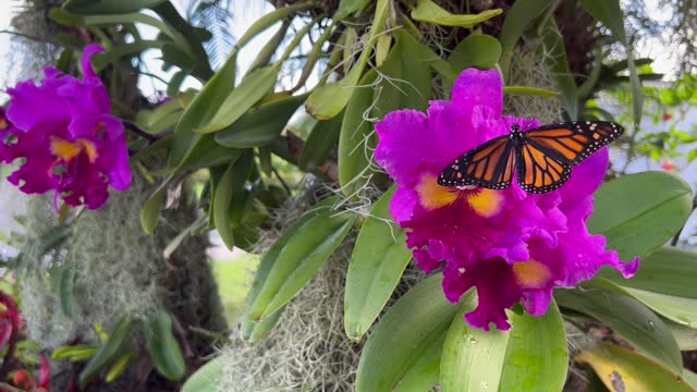 Endangered Monarch Butterfly on a Cattleya Orchid