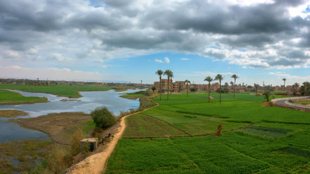 A vibrant banana plantation flourishing by the Nile River, enclosed by lush vegetation and contrasting with the golden, rugged cliffs in the background under a clear, sunny, and serene sky.