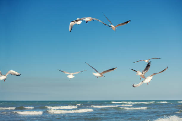 istock Seagulls fly over the sea against the blue sky 1355817041