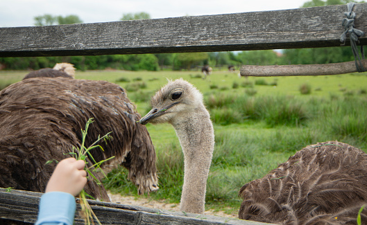 Ostrich eats grass from the hands of a child on the farm, feeding a large bird from the hands. Big bird close up. Farmer breeding of ostriches in Ukraine Zakarpattia region.