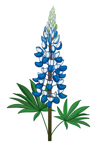 Vector stem with outline blue Lupine or Texas Bluebonnet flower bunch with leaf isolated on white background. Ornate plant Lupine in contour style for summer design.