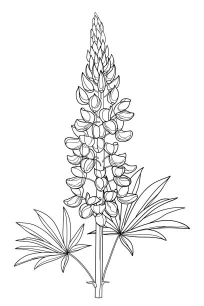 łodyga z konturem łubin lub pęczek kwiatów bluebonnet z pąkiem i liściem w kolorze czarnym izolowanym na białym tle. - white background flower bud stem stock illustrations