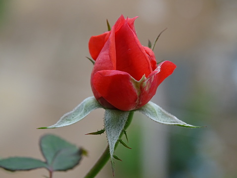 The vibrant red colour of the blossoming rose is outstanding. The bud, and the sepals look pretty.The red rose blossom is blossoming at the dawn of the day to come into being as a blooming flower. The bright red roses perfectly express the emotions of romance and abiding love. In addition to beauty and passion, red roses also symbolise courage. The red rose is also a symbol of power. The Rose is the queen of flowers. The rose flowers release heavenly fragrance and send strong feelings of love and joy. The close-up of the blossoming red rose bud is beautiful.