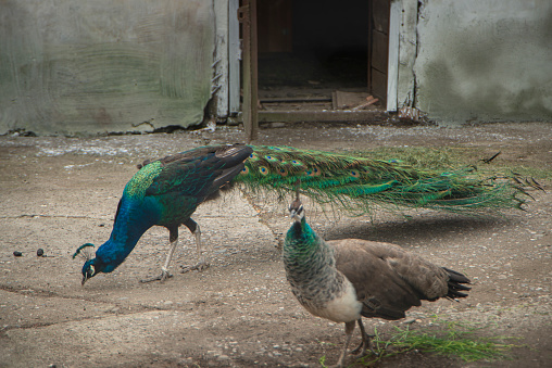 peacocks on the farm, beautiful birds on overexposure on the farm, peacocks in a closed enclosure