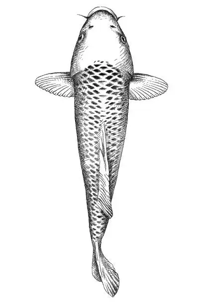 Vector illustration of Hand-drawn sketch of brocaded koi carp in black isolated on white background.