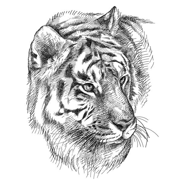 нарисованный от руки графический эскиз портрета сибирского или амурского тигра в черном цвете выделен на белом фоне. - undomesticated cat white background pattern isolated stock illustrations