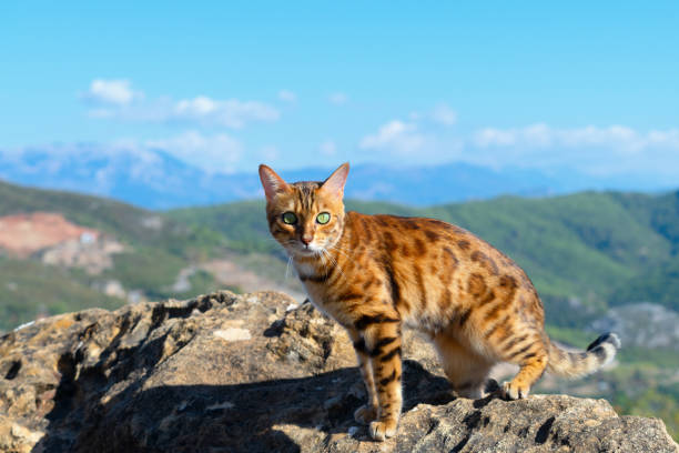 istock A spotted cat looks into the camera while standing on a rocky rock. 1355819275