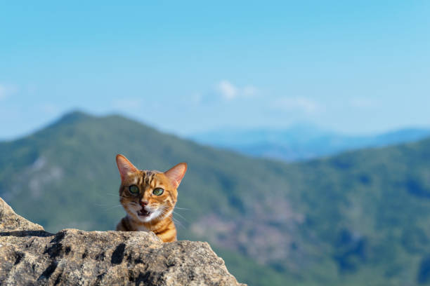A meowing domestic cat hiding behind a stone.