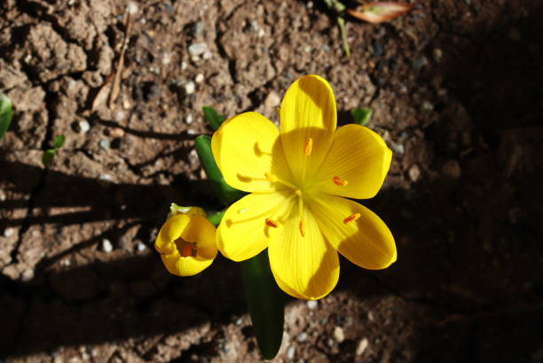 庭の黄色いクロッカスの花 - snow crocus flower spring ストックフォトと画像