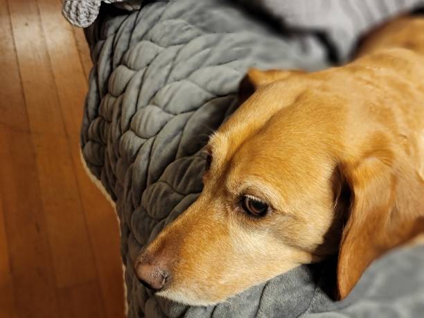 istock Labrador Retriever Mix portraiture 5 1355824115