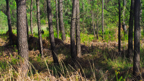 istock Rows of young Landes pines 1355824792
