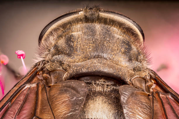 istock Super macro, gadfly portrait on a pink flower, behind the back 1355825961