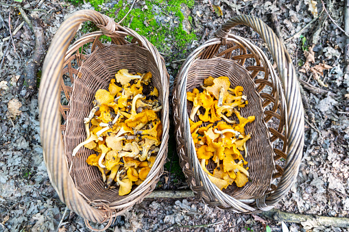 Two wicker baskets full of fresh raw Chanterelles (Cantharellus)  mushrooms gathered during mushroom hunting in autumn  in Poland.