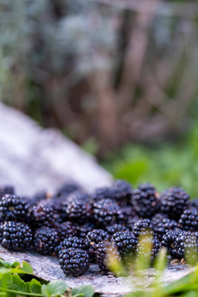 Picked blackberries, lie in a heap on a birch tree.