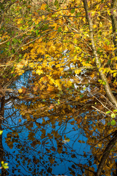 istock Yellow leaves and blue sky reflecting in a small stream.. 1355827093