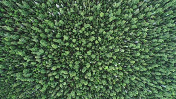 istock green pine forest. Shooting from the air with a drone. Summer photo. 1355827407