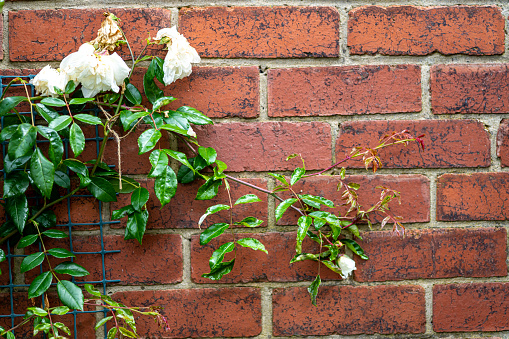 White climbing rose in the rain against a back garden brick wall.