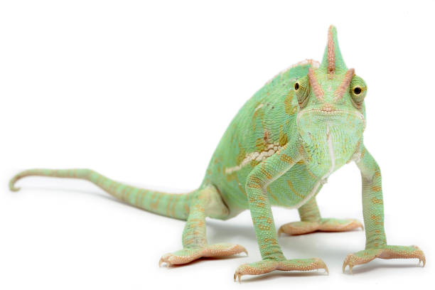 istock Female veiled chameleon (Chamaeleo calyptratus) on a white background 1355828716