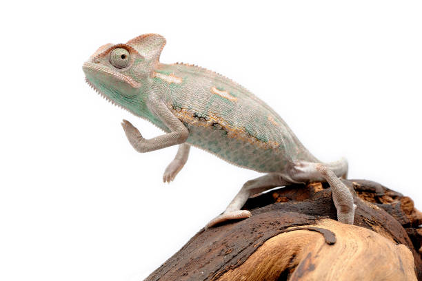 istock Baby veiled chameleon (Chamaeleo calyptratus) on a white background 1355828717