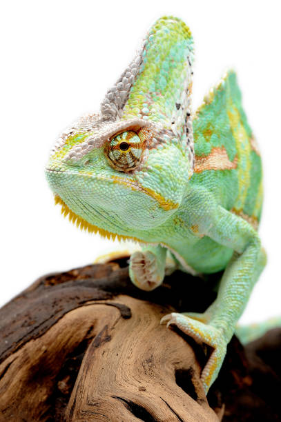 istock Male veiled chameleon (Chamaeleo calyptratus) on a white background 1355828725