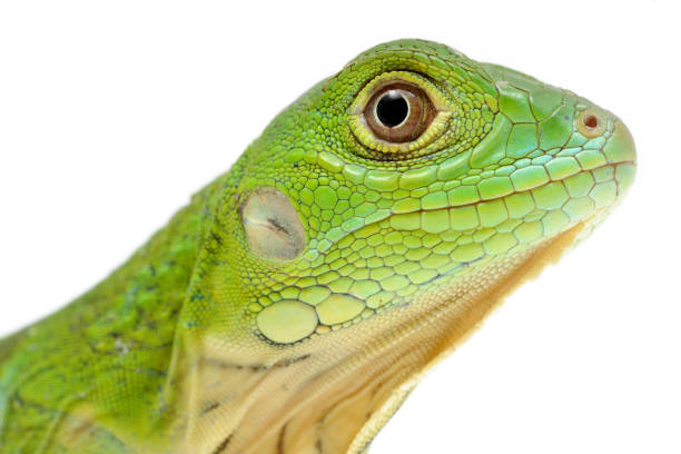 istock Juvenile green iguana (Iguana iguana) on a white background 1355829346