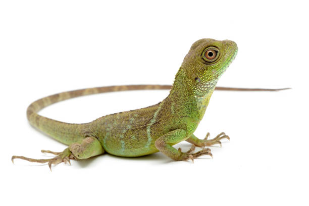 istock Chinese water dragon (Physignathus cocincinus) on a white background 1355829370