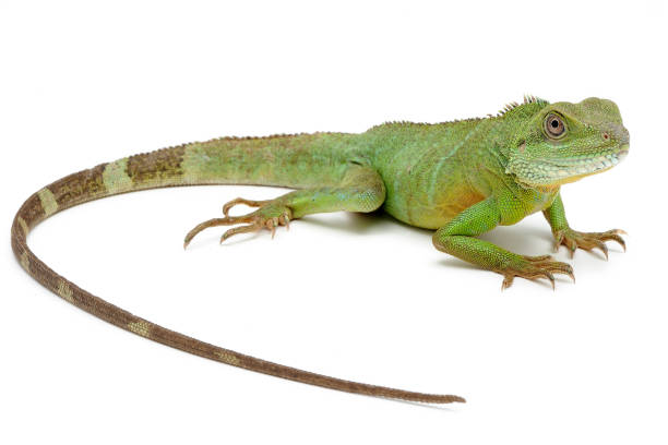istock Chinese water dragon (Physignathus cocincinus) on a white background 1355829374