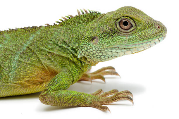 istock Chinese water dragon (Physignathus cocincinus) on a white background 1355829377