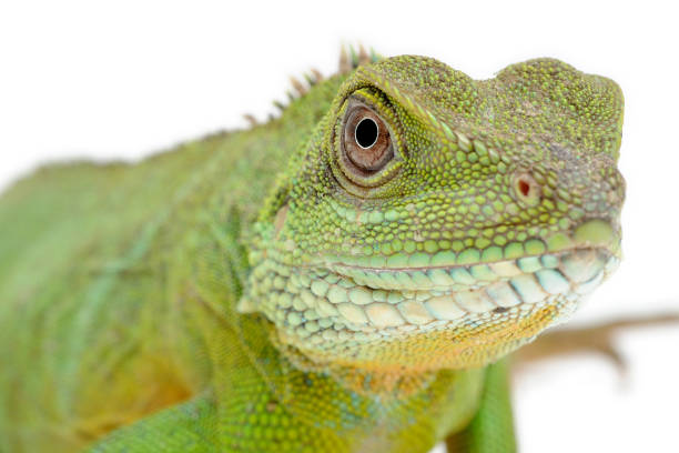 istock Chinese water dragon (Physignathus cocincinus) on a white background 1355829378