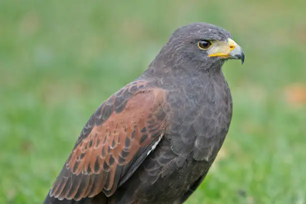 Close up and side view of a Harris Hawk