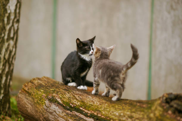 two kittens kissing in the autumn park.