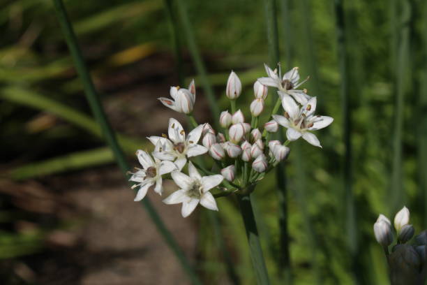 "oriental garlic" flowers - allium tuberosum - 12042 imagens e fotografias de stock