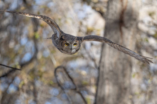 istock Great Horned Owl being harassed by crows takes flight wings spread 1355834016