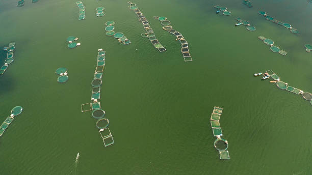 Fish farm on the lake Taal, Philippines stock photo