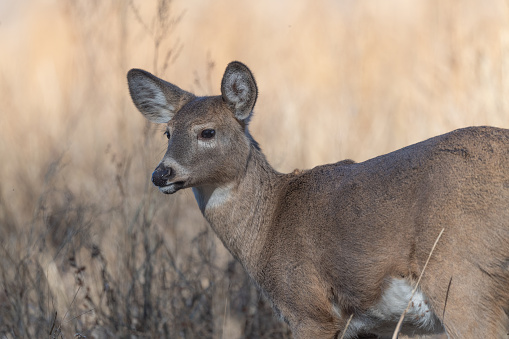 Mule deer doe up close near Fountain Creek in Colorado in western USA. Nearby larger city is Colorado Springs, Colorado