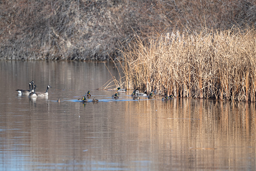 Mallard ducks and geese on lake with tall grass near Fountain Creek in Colorado in western USA.