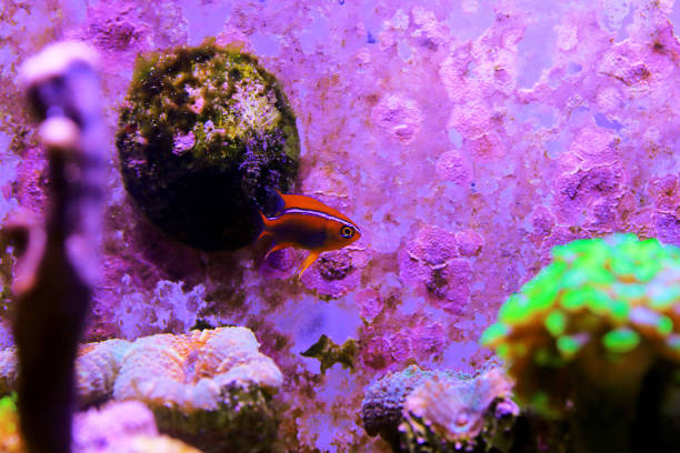 istock Beautiful orange Cross Damsel - Neoglyphidodon crossi 1355837768