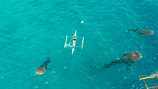 istock Oslob Whale Shark Watching in Philippines, Cebu Island 1355838835