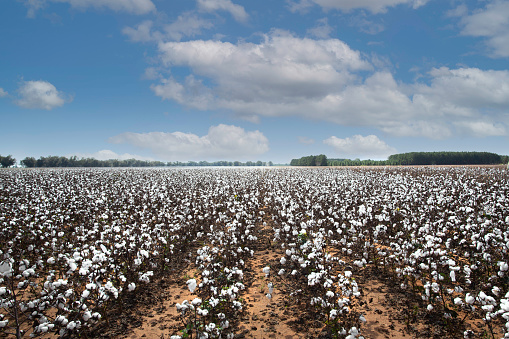 Landscape view of cotton fields ready to be harvested.