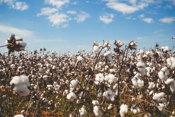istock Close Up of Cotton Ready to be Harvested 1355838908