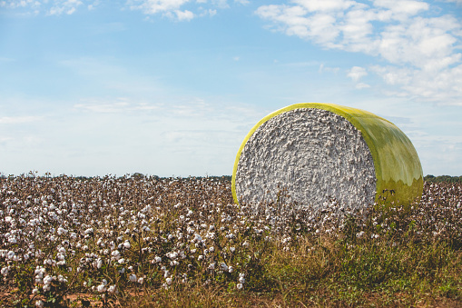 Round bale of cotton on a cotton field wrapped in yellow.